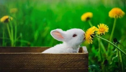 开云官网体育-前场压迫是否成为破密防的重要间接打法，前场进攻